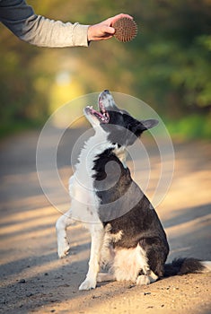 Border collie dog training with a ball