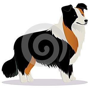 Border Collie dog tricolor