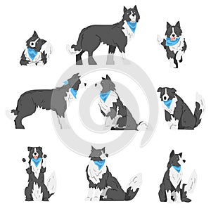 Border Collie Dog in Various Poses Set, Smart Shepherd Pet Animal with Black White Coat in Blue Neckerchief Cartoon