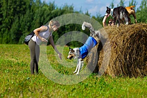 Border collie dog walking in the field