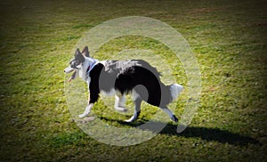 Border collie dog walking in grassland