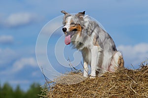 Border collie dog walking. Sunny day