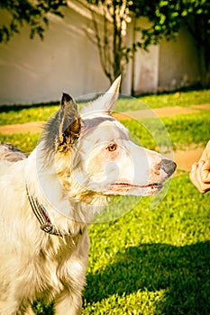 Border collie dog wating for food in the sun light