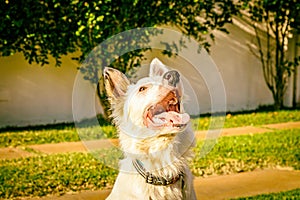 Border collie dog wating for food in the sun light