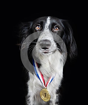 Border collie dog wearing a winning prize golden medal. Dog posing with a medal or award. Isolated on black backgorund. Winner or