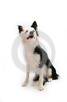 Border collie dog on white