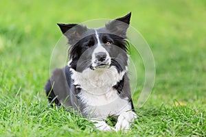 Border collie dog  wink in the green