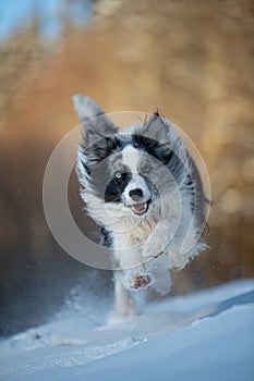 Border collie dog in winter landscape