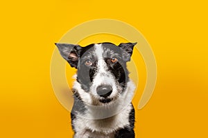 Border collie dog wondering something. Isolated on yellow background