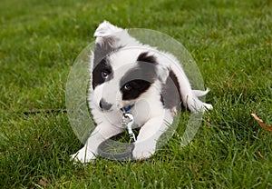 Border collie doggy