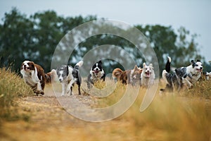 Border collie dogs on a summery dirt road