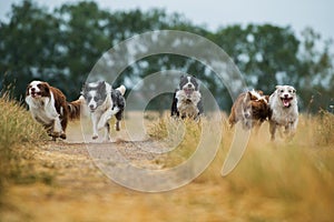 Border collie dogs on a summery dirt road