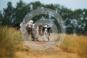 Border collie dogs on a summery dirt road