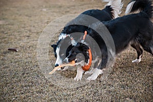 border collie dogs walking and playing in the park.