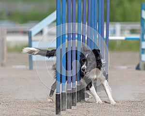 Border Collie doing slalom on dog agility course