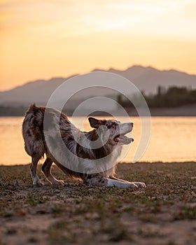 Border Collie doing trick on beach. Dog lies on front paws with its back up. Pet kneel near lake at dawn