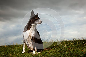 Border Collie With Dramatic Sky