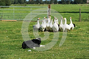 Border collie driving gooses