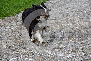 Border Collie enthusiastically brings a stick