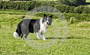 A border collie facing camera in grassy field