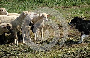 Border collie and flock of sheep