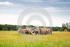 Border collie and flock of sheep