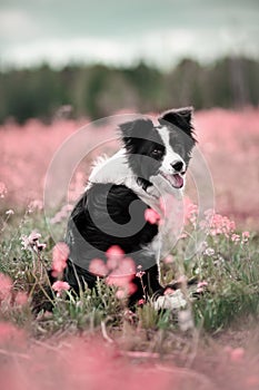 Border collie in flowers at the blossoming fields