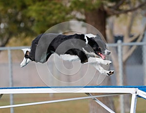 Border collie flying over the dog walk