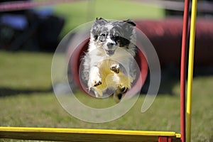 Border Collie flying over obstacle on agility competition