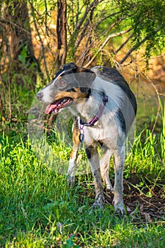 Border Collie in Forest