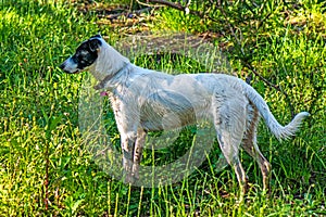 Border Collie in Forest