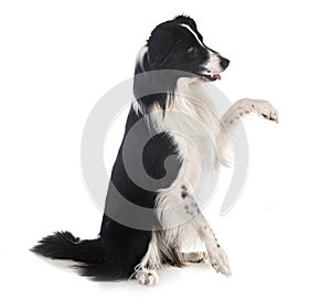 Border collie in studio photo