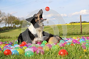 Border collie in the garden