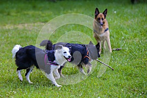 Border Collie and German Shepherd playing with a stick