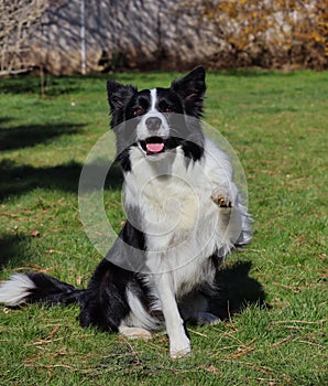 Border Collie Giving Paw in the Garden