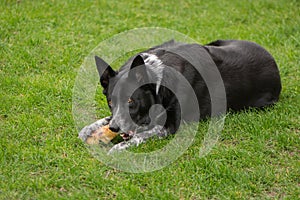 Border Collie gnawing a beef bone on a lawn