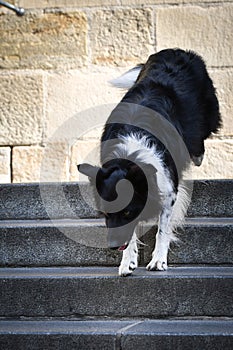 Border collie is going in city center on stairs.