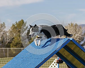 Border Collie going over the A Frame at an Agility Event