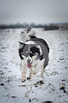 Border collie is going in the snow.