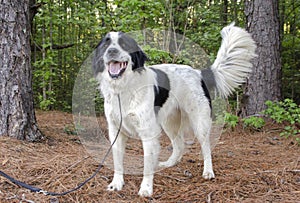 Border Collie Great Pyrenees mixed breed dog