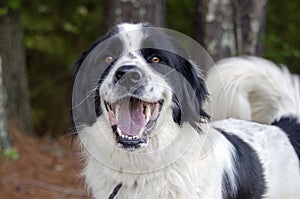 Border Collie Great Pyrenees mixed breed dog