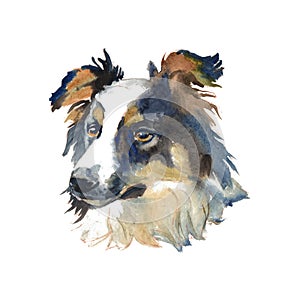 Border Collie - hand-painted watercolor dog