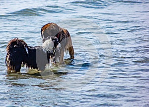 Border Collie having fun on the beach jumping into the sea to swim at the beach of Sottomarina. here we see it with a beautiful Te