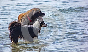 Border Collie having fun on the beach jumping into the sea to swim at the beach of Sottomarina. here we see it with a beautiful Te