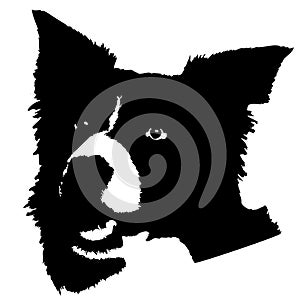 Border Collie head silhouette cutting file EPS cutting machines