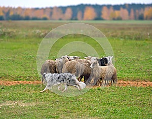 Border collie herding