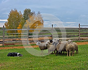 Border collie herding