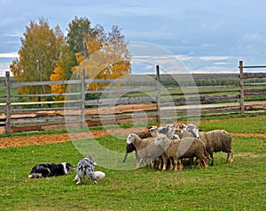 Border collie herding
