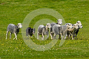 Border collie herding a flock of sheep