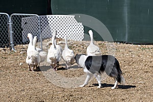 Border collie herding geese at an event